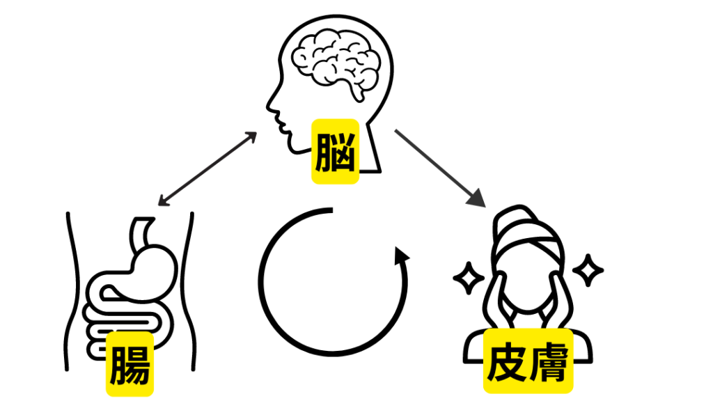 腸脳皮膚相関図