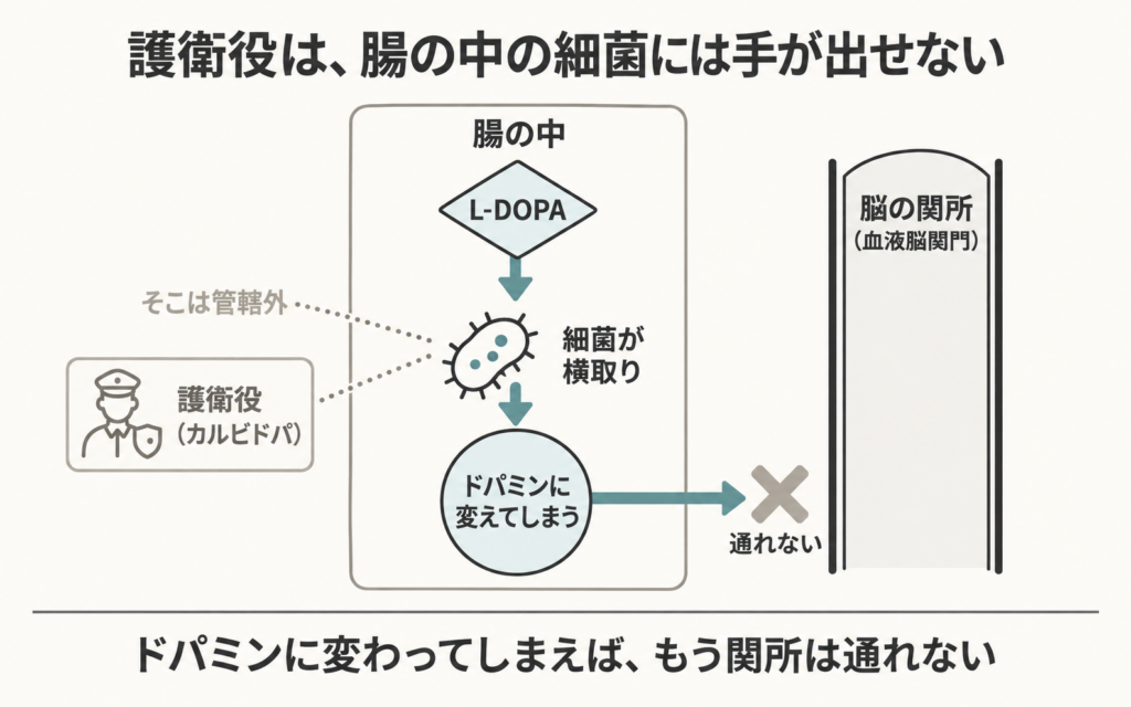腸の中の横取り
